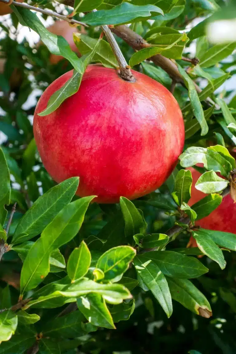 grenade dans l'arbre de la variété de grenadier provence douce