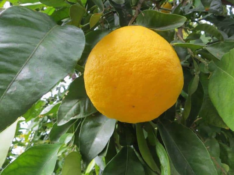 fruit du ichang lemon, agrume du froid produisant des gros fruits très juteux, fruit pris en photo à la pépinière du bosc.