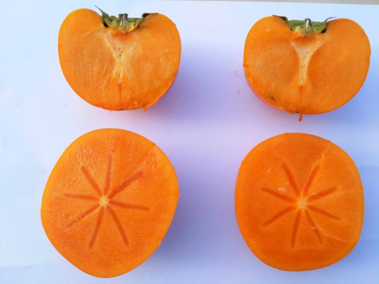 kaki shinshu coupé en deux, kaki pomme très précoce, excellente variété de plaqueminier croquant doux
