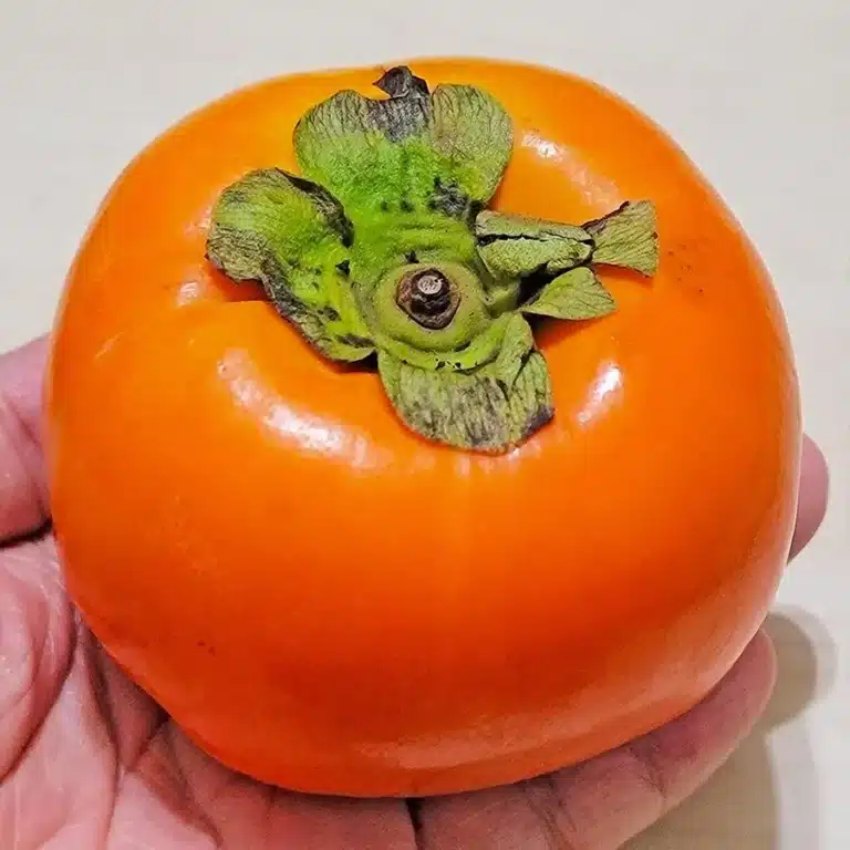 fruit du plaqueminier mémoire de chernyaev, kaki orange dans une main