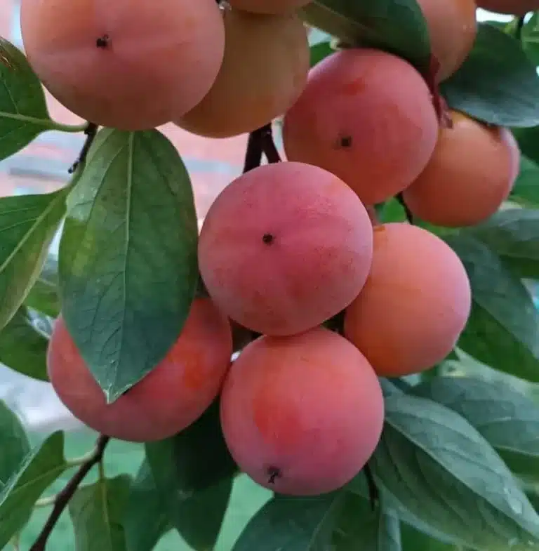 plaqueminier kaki délice des carpates®, hybride très rare vendu en exclusivité à la pépinière du bosc