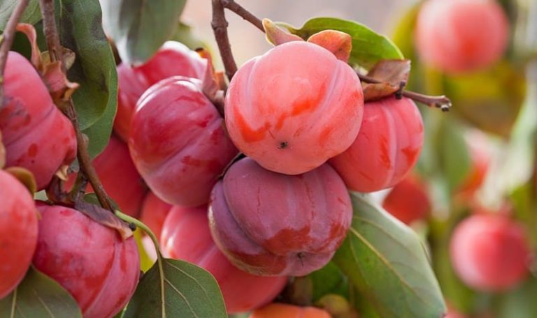 kaki Honan Red Diospyros kaki fruit rose à rouge doux et sucrée
