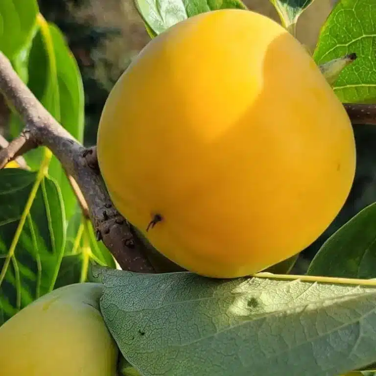 le plaqueminier, arbre à kaki Gora Roman Kosh est une variété rare proposé par la pépinière du bosc