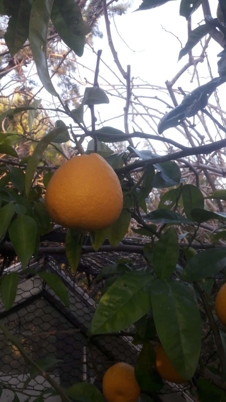 fruit du Kinkonshui, obovoida croisé avec satsuma,