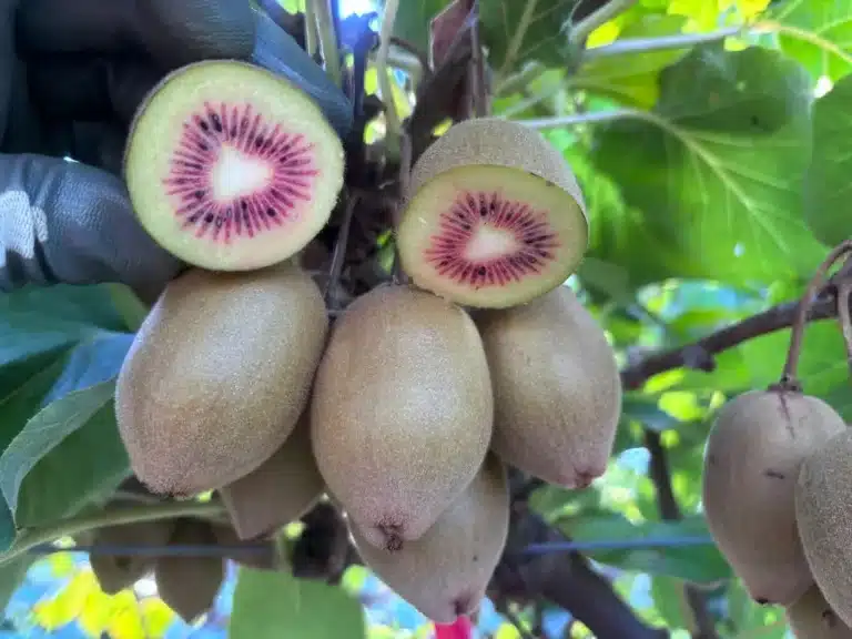 fruit du kiwi sur la branche et coupé en deux de la variété luna rossa®