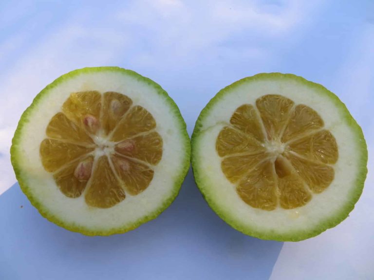 lime karna khatta produit des citrons, agrumes considéré comme le citronnier du froid car résistant à -12°c