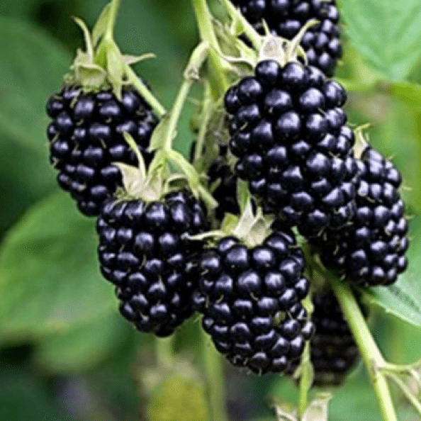 mourier rubus variété lochness mure sans épines