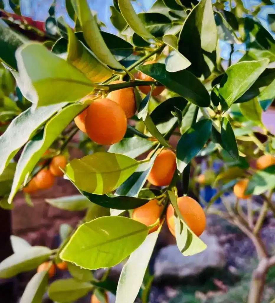Fruits du kumquat Nameiwa sur l'arbre