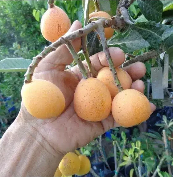 nèfle dans une main sur le néflier japonais variété Algérien