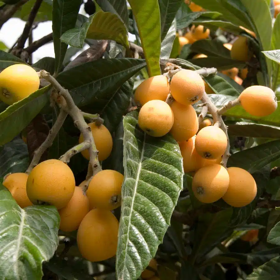 nèfles mûrs sur le néflier de la variété Tanaka