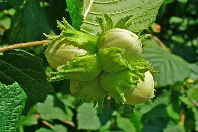 noisette negreta tarragone sur l'arbre noisetier