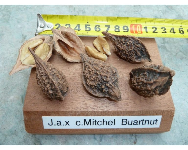 Noix de coeur Mitchel Buartnut