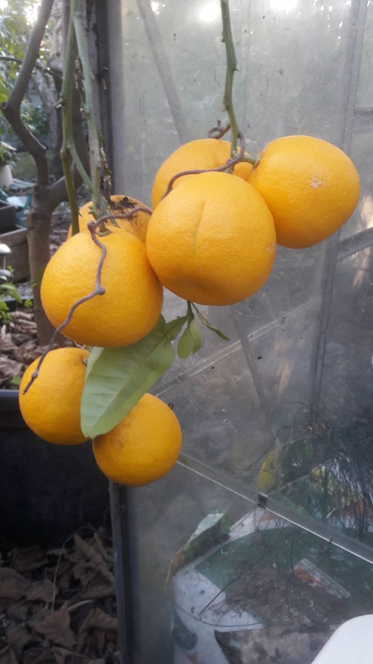 fruits du pomelo marunero, citrus kinkoji obovoïdea,