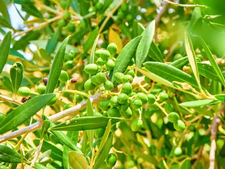 olive de l'olivier aglandau, résistant au froid