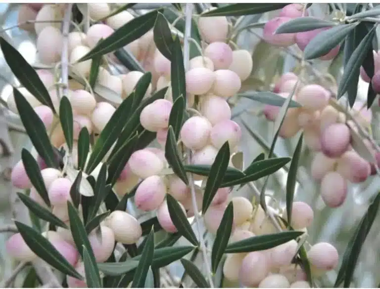 olives blanches de l'olivier leucocarpa lutea, photo prise à la pépinière du bosc