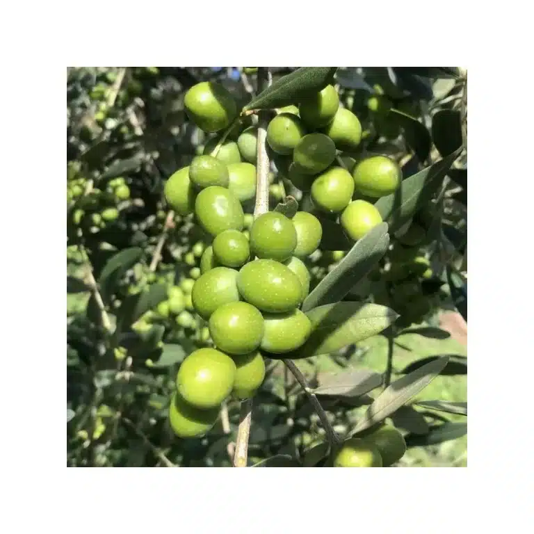 olive de l'olivier leccio di corno, variété remarquable, grande qualité, photo prise à la pépinière du bosc
