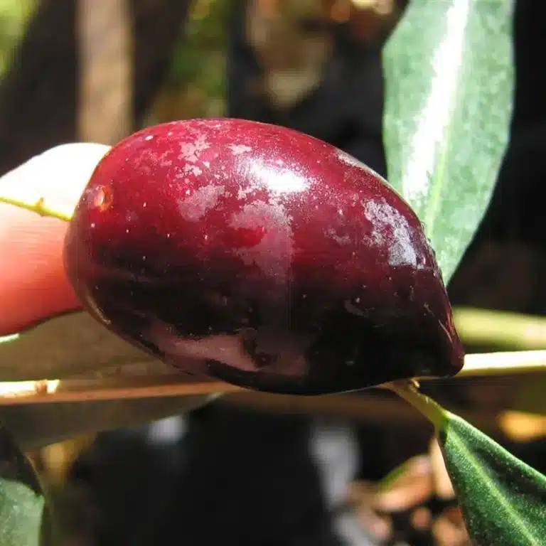 olivier olivière olive
