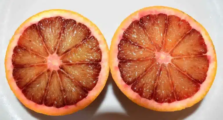 orange sanguine des montagnes corses, variété rare sélectionnée et développée par la pépinière du bosc à saint privat dans l'hérault depuis 2010
