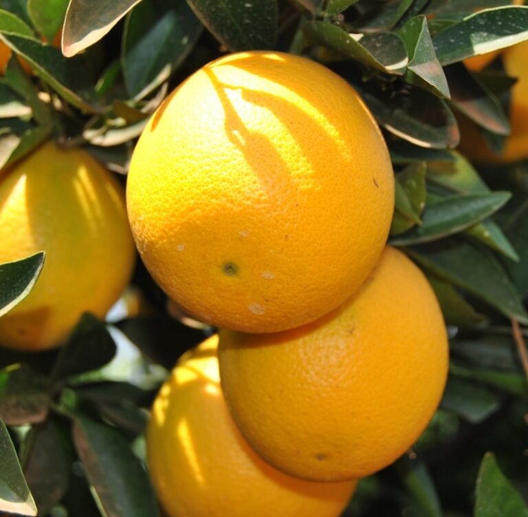 orange navel, variété d'oranger navelina, orange à jus, blonde