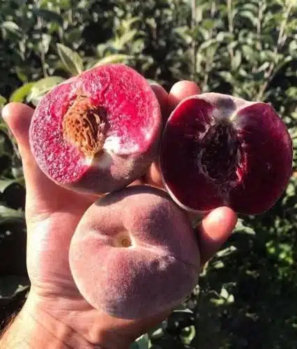 pêches sanguine coupées dans une main, fruits de la variété de pêcher sanguine tardive