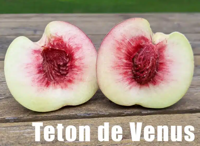 pêche coupée en deux du pêcher téton de vénus