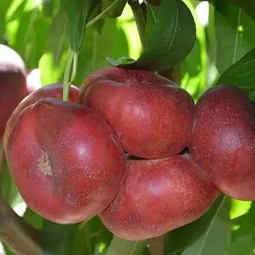pêche plate sur l'arbre du pêcher concettina