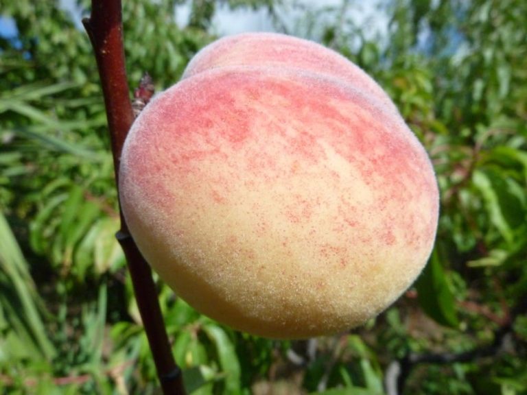 pêche de la variété française de pêcher Rouge du languedoc, photo prise au conservatoire en 2008 à la pépinière du bosc