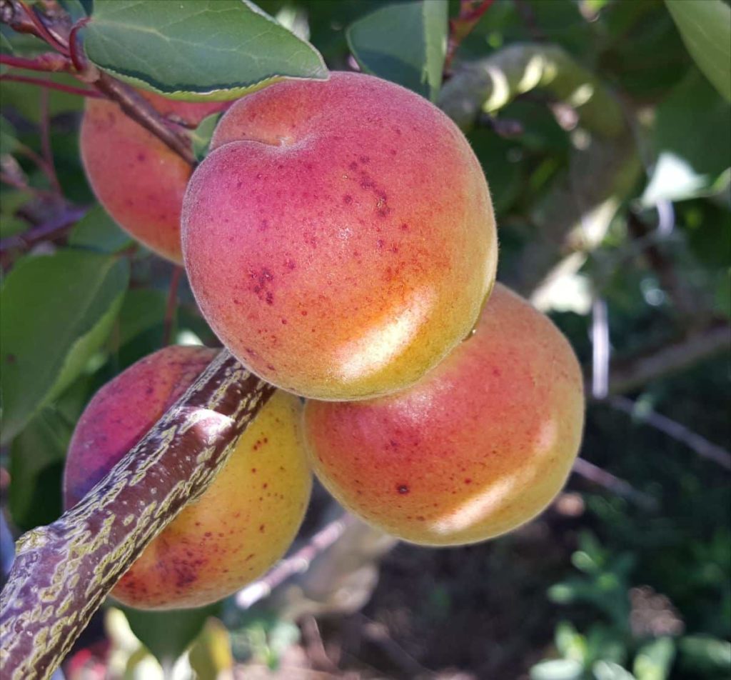 Abricots Kioto mûrs sur l'arbre