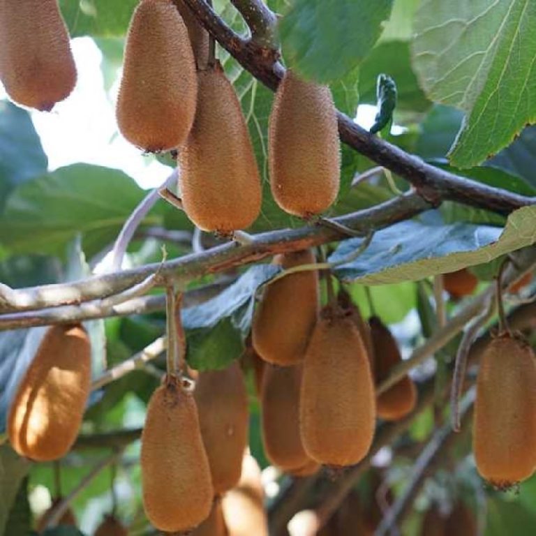 kiwi vert bruno sur la branche, variété d'actinidia chinensis à fruits verts, à floraison tardive et résistant
