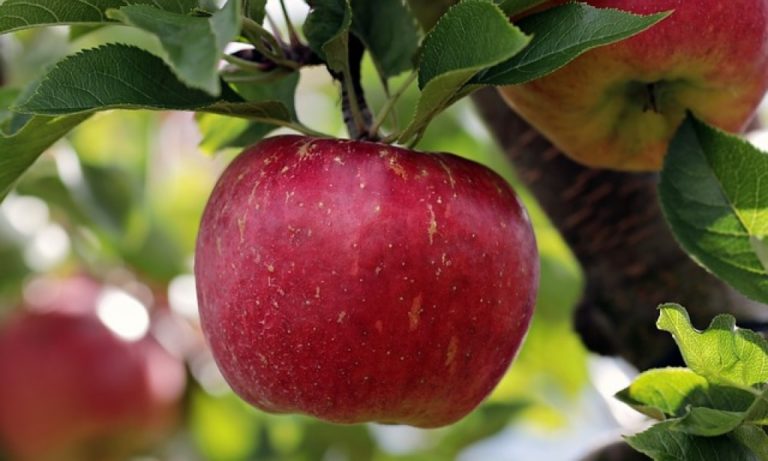 pomme rouge du pommier annurca, exceptionnelle conservation, vieille variété italienne