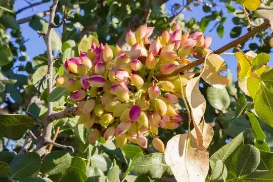pistache en grappe sur arbre variété kastel de pistachier
