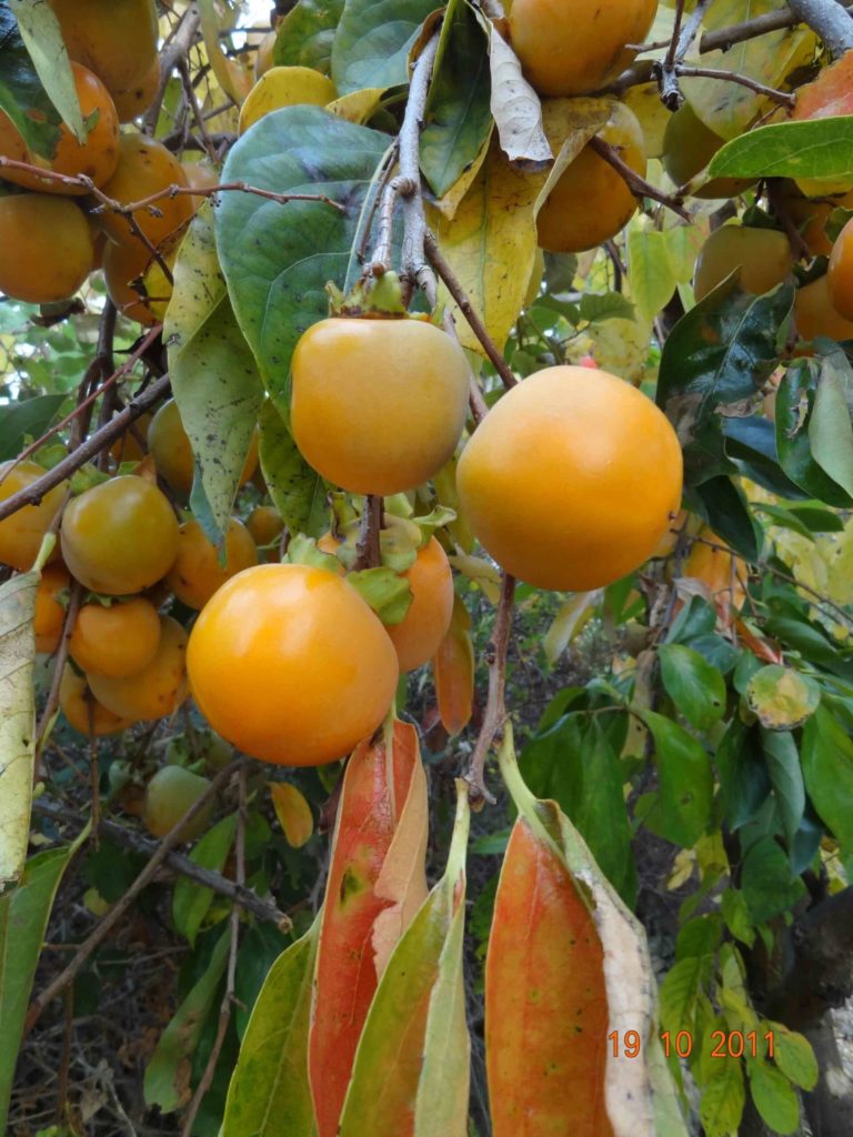kaki de la variété shibukaki sur l'arbre, pris en photo en 2013 aux conservatoire de la Pépinière du Bosc, cette variété est la meilleure pour la technique du kakishibu, tradition japonaise