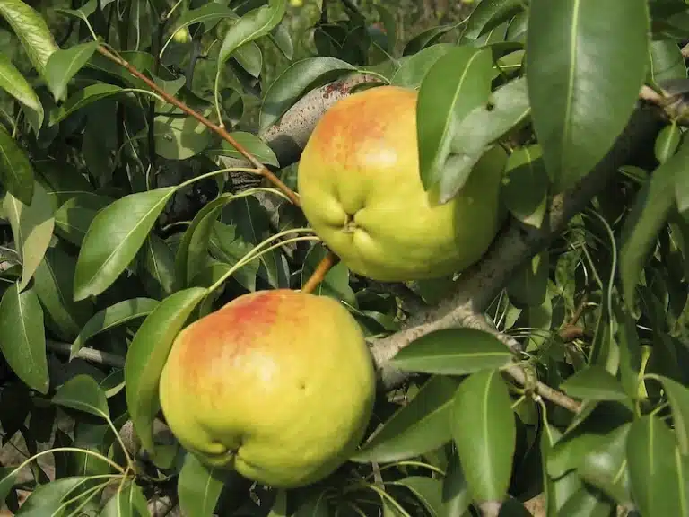 poire dans le poirier de la variété fleur d'hiver