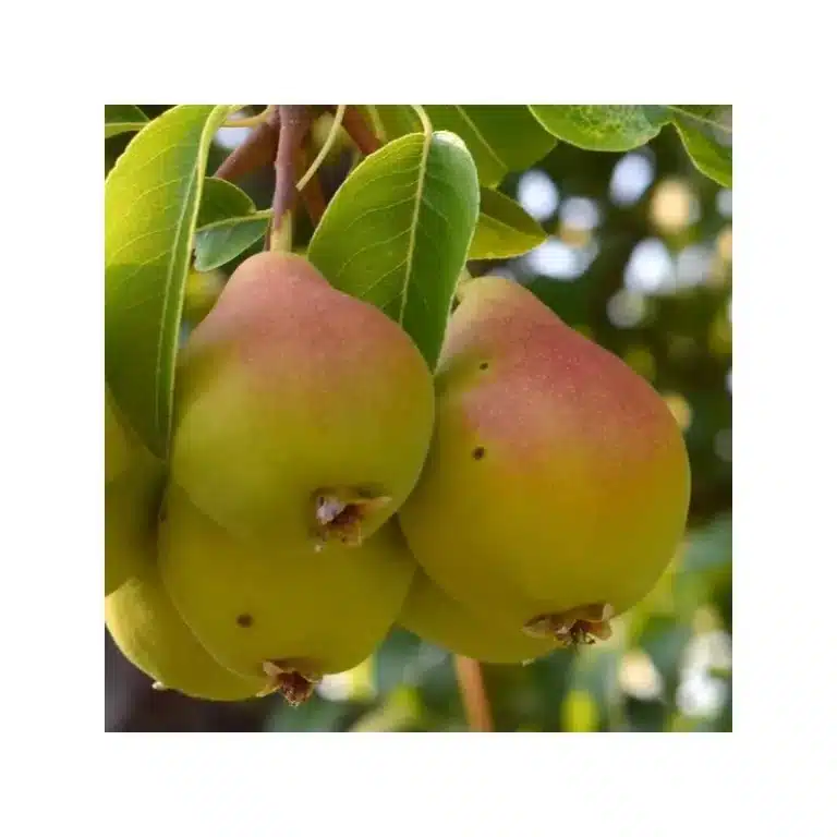 poire dans le poirier muscatellina
