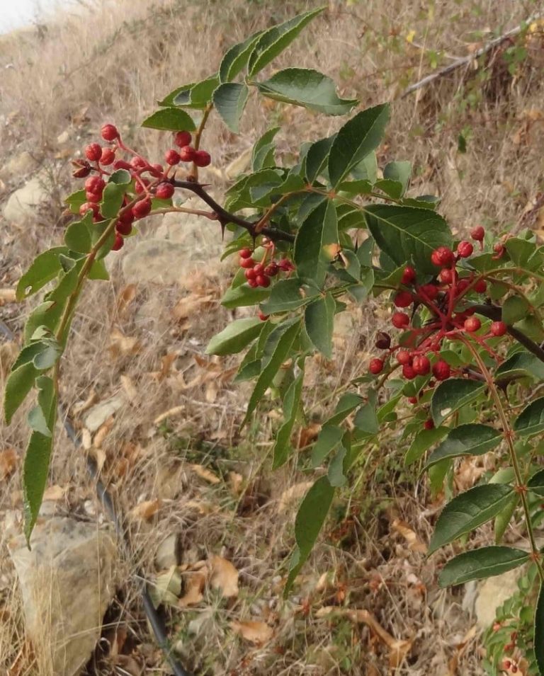 le poivrier du sichuan est un Zanthoxylum piperitum, baie comestible épicée, excellente, arbuste rustique, photo de 2004 prise à la pépinière du bosc