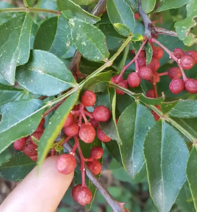 Poivrier du conservatoire (Zanthoxylum piperitum), découverte au conservatoire de la pépinière du bosc, baie parfumée