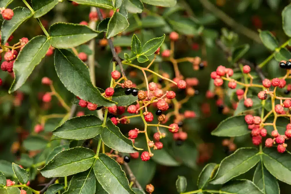poivre timut du povrier citron zanthoxylum armatum