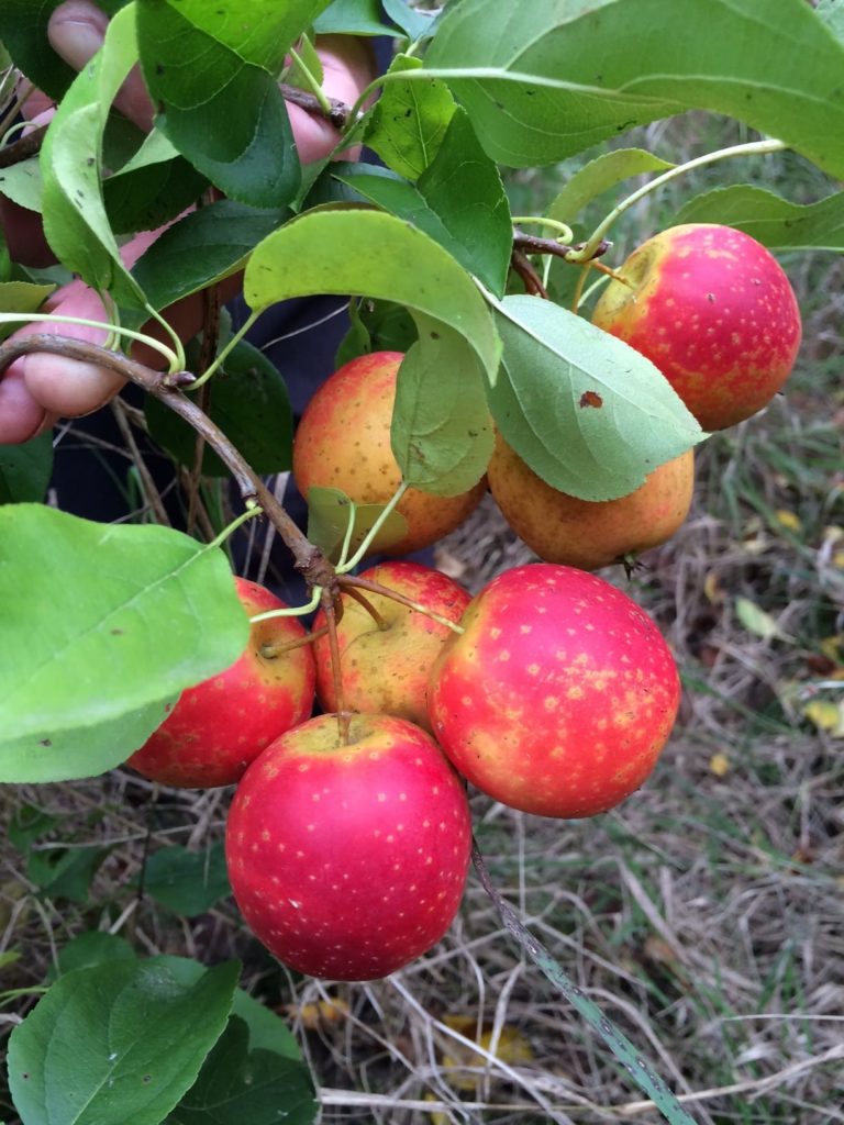 pommier gava, pomme orangée sucrée excellente
