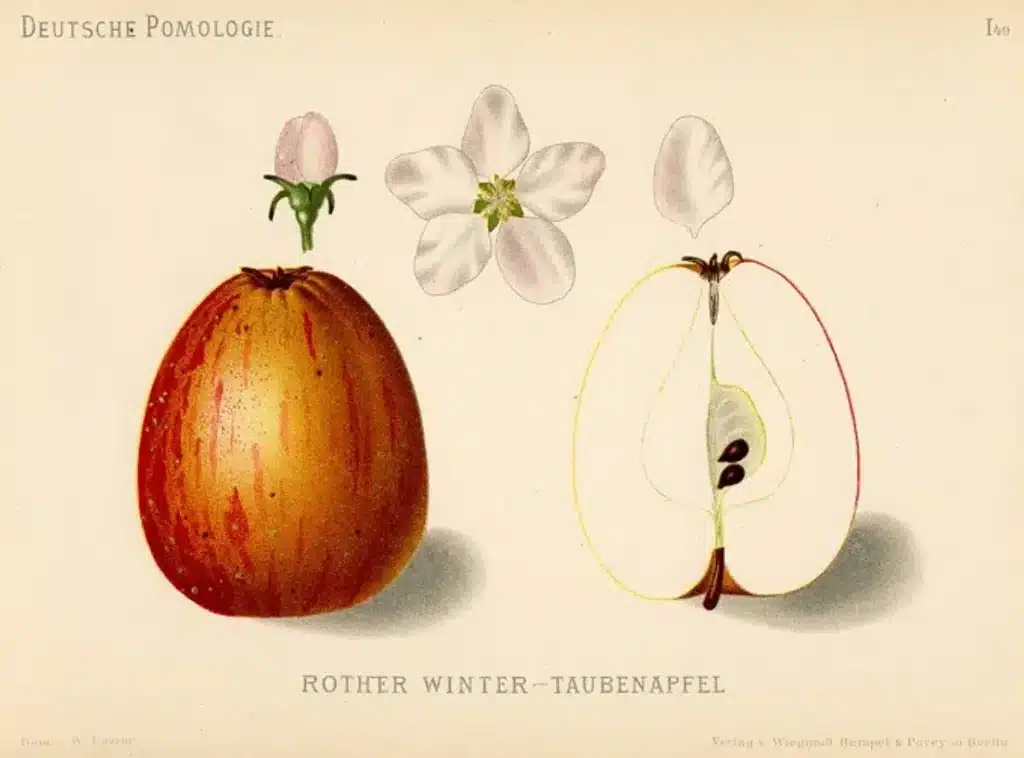 pommier pigeonnet de jerusalem