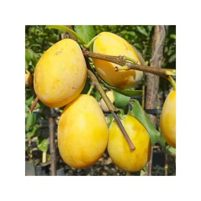Prunier Cuisse de Nonne Jaune – fruits jaunes sur l'arbre