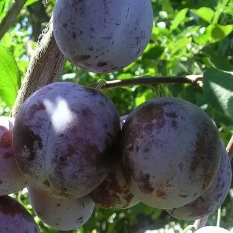 prune dans le prunier de Montfort