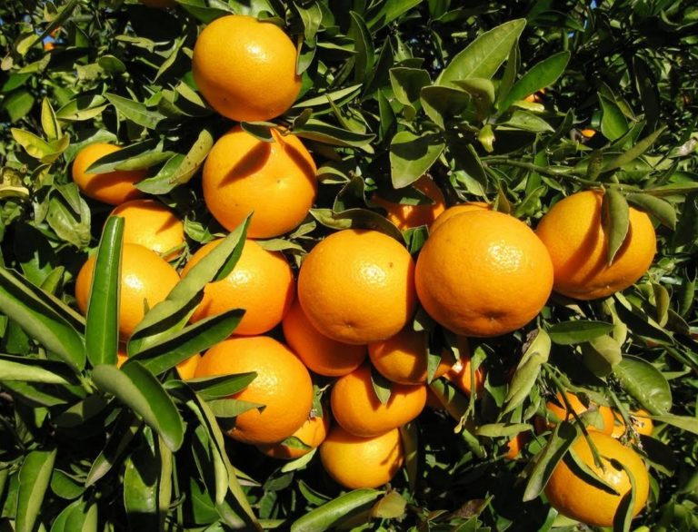 clémentine de la variété clemenules, les fruits de ce clémentinier sont excellents tout au long de l'hiver et le plant est résistant au froid, comme sur cette photo de fruits à la pépinière du bosc