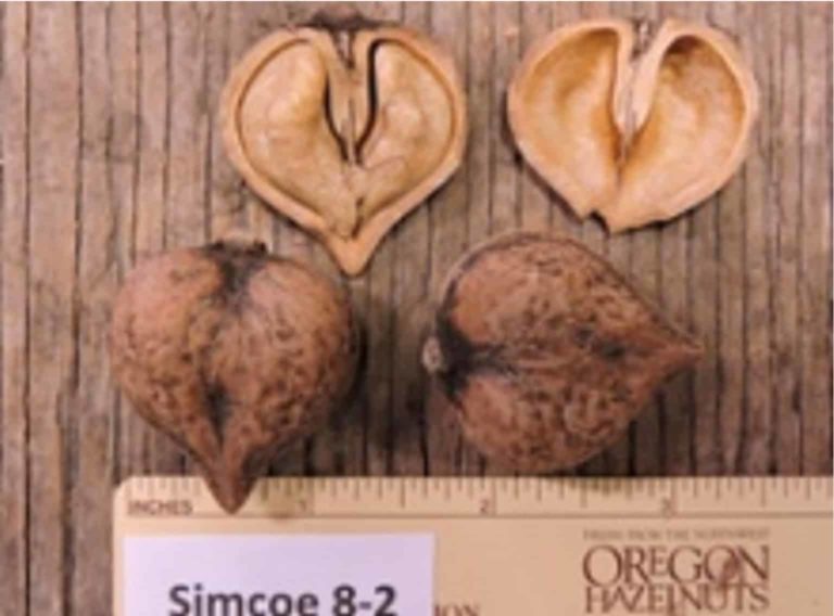 noyer coeur simcoe