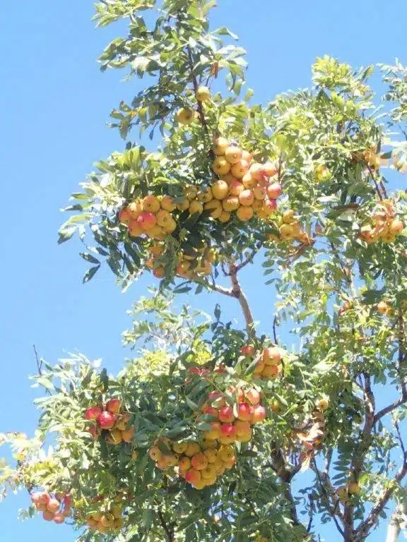 sorbier à gros fruit, sur l'arbre
