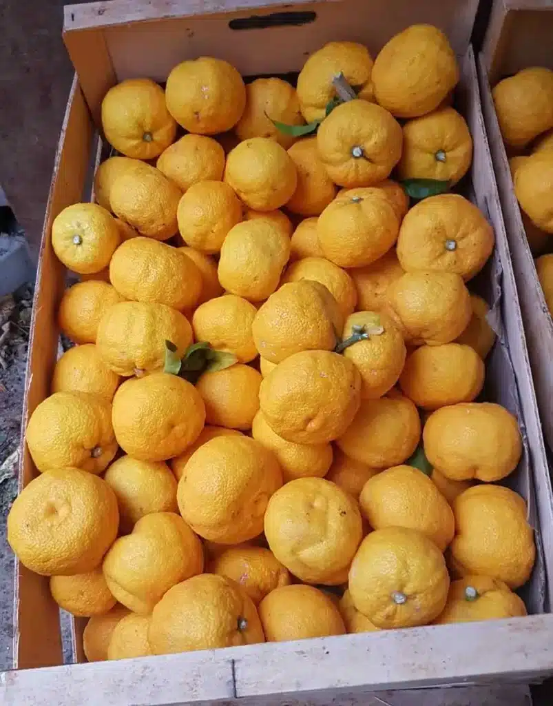 yuzu n°3 fruit en cagette, citrus junos résistance exceptionnelle au gros froids. Puissant parfum, zeste, jus. Photo réalisée à la pépinière du bosc en 2020