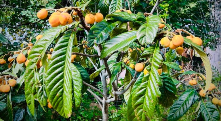 néflier nèfles du japon fruits