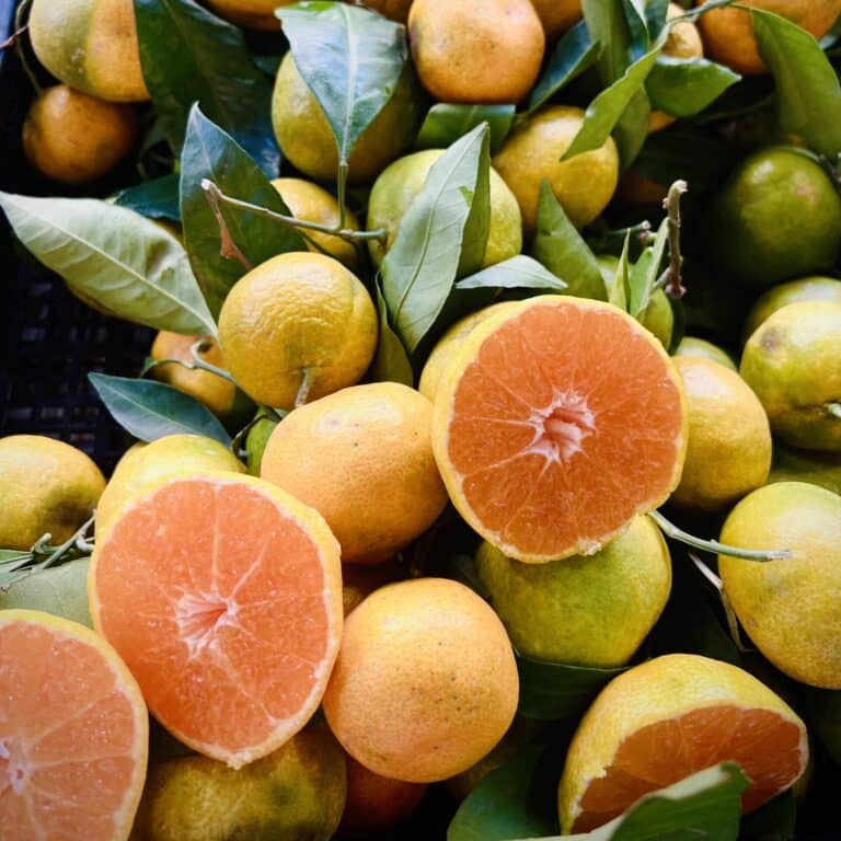 Mandarines Satsumas IWAZAKI, maturité précoce, sur un marché à Turin, photo prise par pépinière du bosc