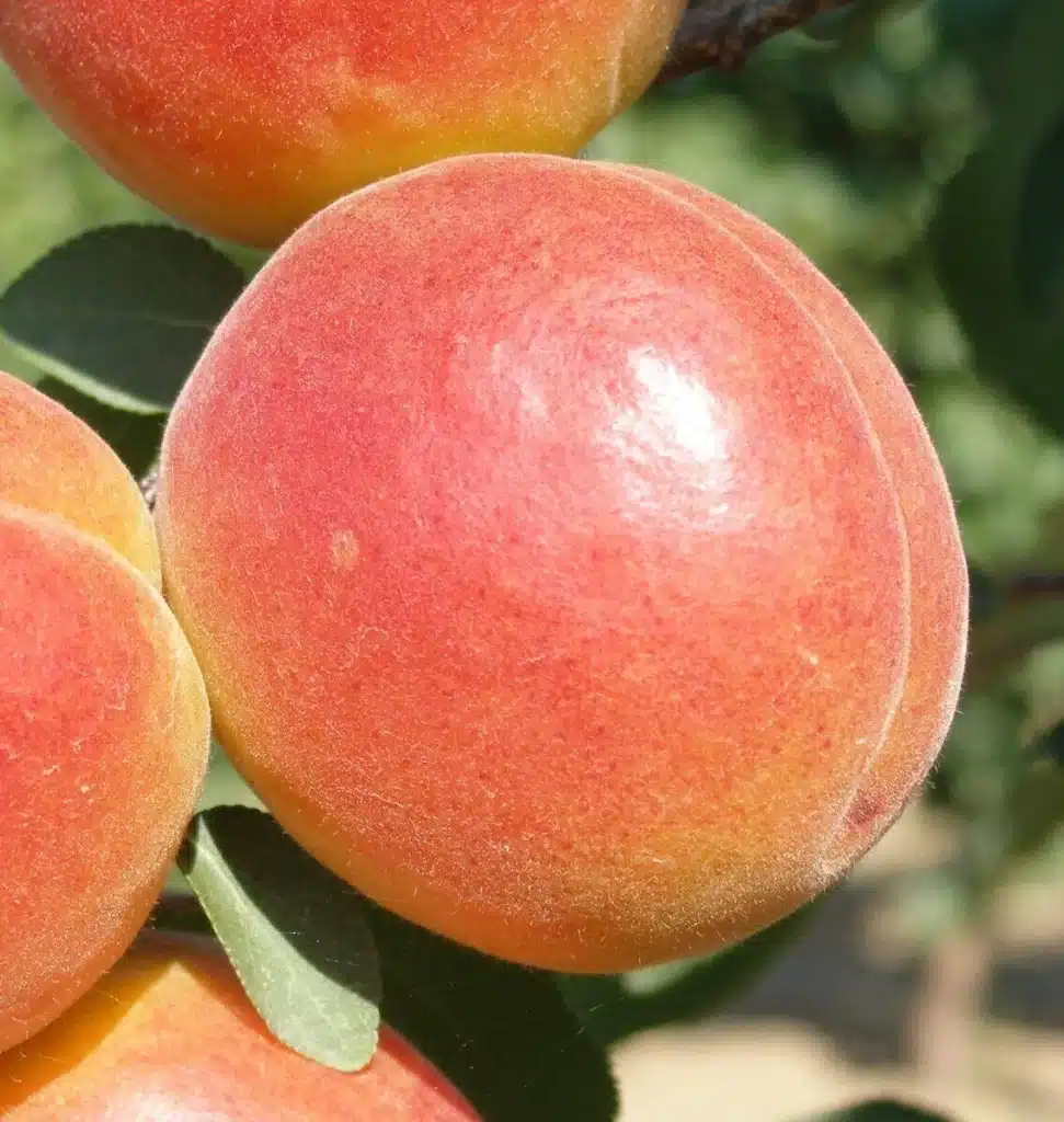 Abricots résistant au froid Orange Ruby