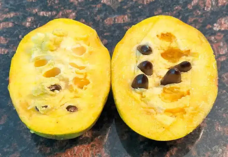 asimine de la variété d'asiminier KSU Benson, pawpaw rare, asimina triloba sélectionné par pépinière du bosc