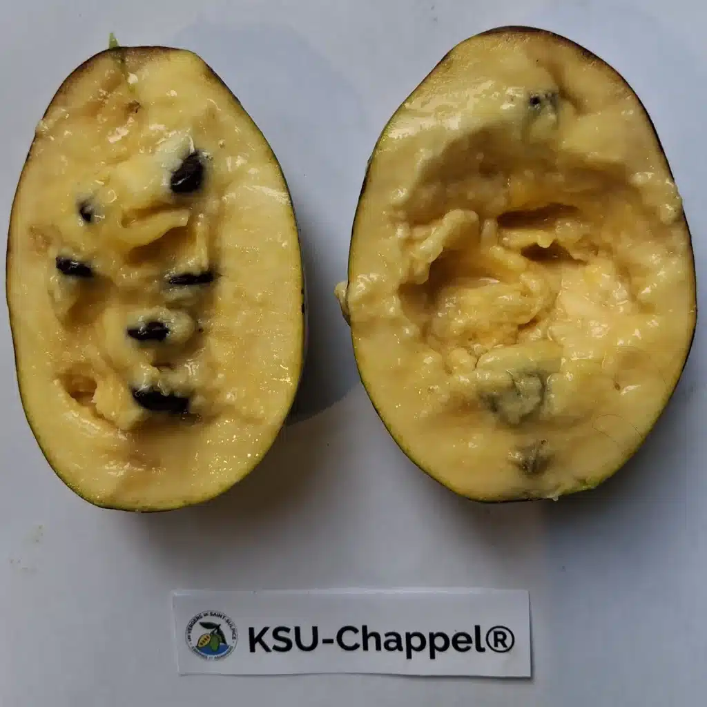 asiminie fruit de l'asiminier KSU Chapel, variété de pawpaw rare et vigoureuse